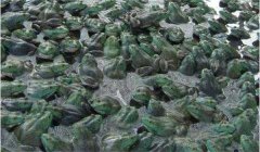 牛蛙引種需要注意哪幾個(gè)方面的問題？