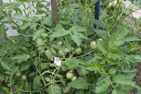 西紅柿怎么掐尖