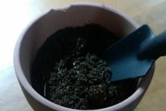 如何正確使用多菌靈 需注意什么，用多了會怎樣