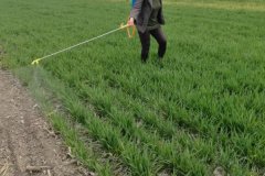 多菌靈會燒葉子嗎？過量噴施多菌靈的補救方法