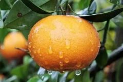 沃柑幾月份成熟上市，一畝地種多少棵沃柑苗