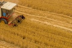 農(nóng)歷芒種的氣候有哪些特點(diǎn)，芒種幾天收麥子？