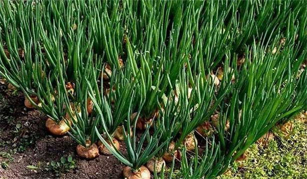 洋蔥施肥技術(shù)要點(diǎn)