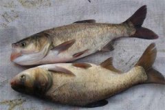 鳙魚和鰱魚的區(qū)別，鳙魚和鰱魚如何搭配放養(yǎng)