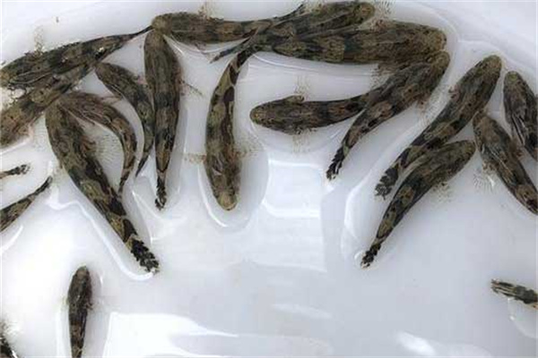 筍殼魚(yú)養(yǎng)殖飼料的改進(jìn)