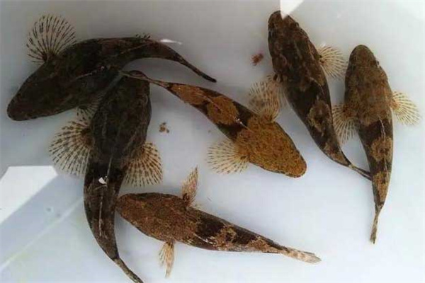 筍殼魚(yú)養(yǎng)殖的種苗選擇