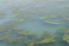 龍蝦池塘中的青苔怎么處理，怎么快速清除干凈