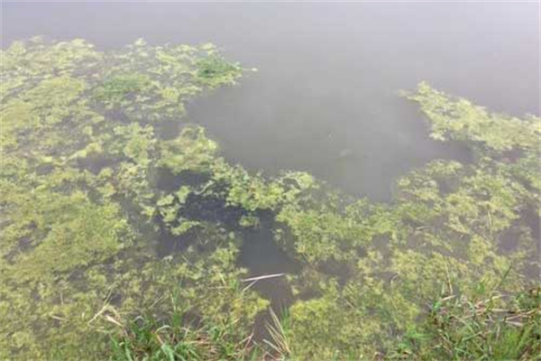 龍蝦死亡會漂浮水面嗎？