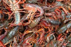 小龍蝦軟殼還能不能吃，是什么原因造成的？