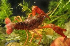 養(yǎng)龍蝦用什么飼料最好 養(yǎng)殖龍蝦需要注意什么？