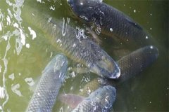 吊養(yǎng)草魚、鳙魚養(yǎng)殖經(jīng)驗總結(jié)