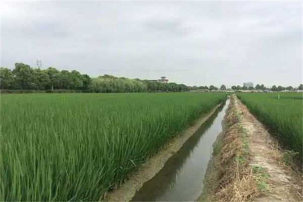 如何開挖魚溝、魚溜