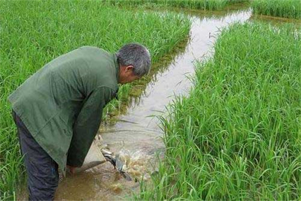 開挖進、排水溝及安裝攔魚設備