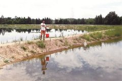 團(tuán)頭魴魚種培育池的日常管理工作有哪些？