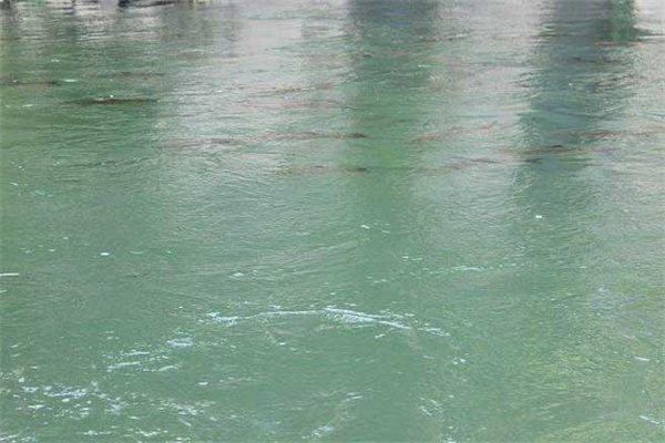 注意魚苗的浮頭問(wèn)題