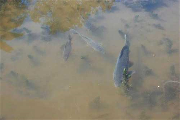 及時(shí)制止魚苗狂游