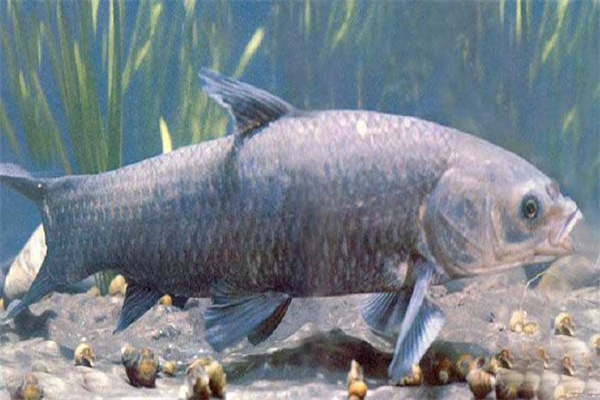 青魚催產(chǎn)劑的種類、劑量和注射方法