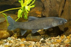 我國淡水魚類主要包括哪些品種？