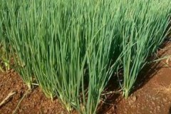 大蔥的品種有哪些，什么時間種植、怎樣種植