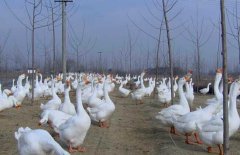 皖西白鵝養(yǎng)殖場地如何選擇、如何飼養(yǎng)與管理？