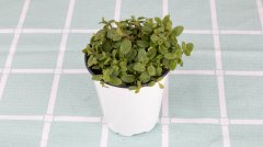 薄荷盆栽可以放臥室嗎？盆栽薄荷怎么養(yǎng)