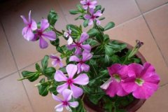 芝麻餅肥富含哪些養(yǎng)分，芝麻餅肥料適合什么花