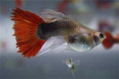 孔雀魚多久繁殖一次，它生產(chǎn)小魚前有何預(yù)兆？