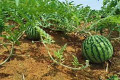 西瓜適合什么時(shí)候種，適合生長(zhǎng)在什么土壤中