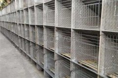 兔舍怎么建造，兔舍一般怎樣消毒？