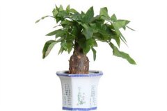 發(fā)財樹會開花嗎？發(fā)財樹開花是什么預兆