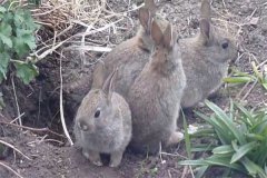 野兔一年繁殖幾窩，能和家兔雜交能生小兔嗎？