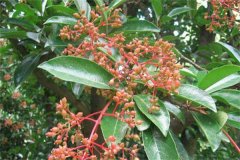 珊瑚樹的生態(tài)習(xí)性、栽培管理與園林用途