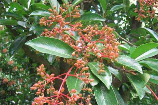 珊瑚樹的生態(tài)習性、栽培管理與園林用途