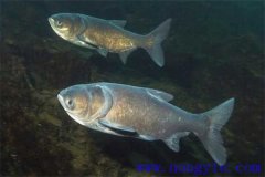 家魚混養(yǎng)池只死鰱鳙魚的原因是什么？