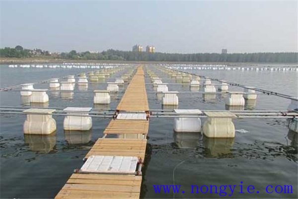 網(wǎng)箱養(yǎng)鱖魚網(wǎng)箱、網(wǎng)目大小和放養(yǎng)密度