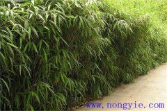 大明竹怎么養(yǎng)？大明竹的相關(guān)知識