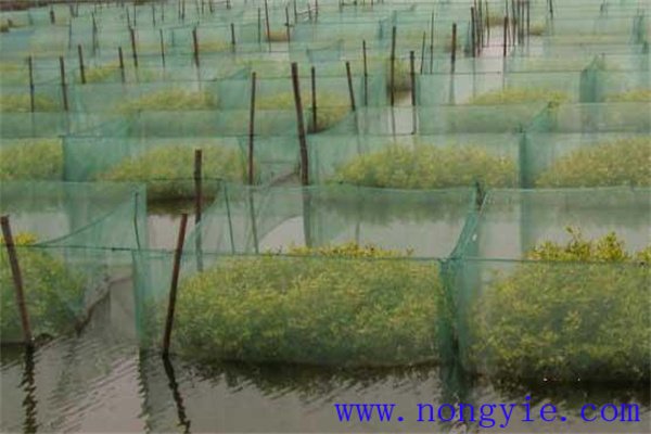 養(yǎng)鱔池的水質管理