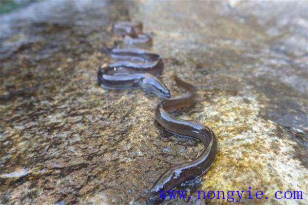 光溫度水流水壓和聲響對(duì)鰻魚的影響