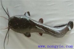 革胡子鯰怎么養(yǎng)殖，它有哪幾種養(yǎng)殖方式