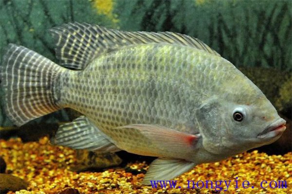 奧尼羅非魚飼養(yǎng)管理、人工投餌