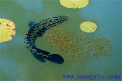 烏魚的產(chǎn)卵季節(jié)、成熟年齡、懷卵量與產(chǎn)卵量