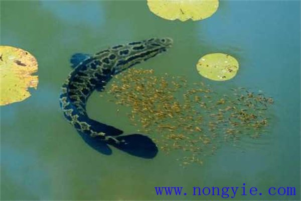 烏魚(yú)的產(chǎn)卵季節(jié)