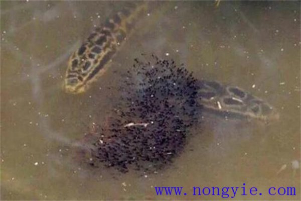 烏魚(yú)的懷卵量、產(chǎn)卵量