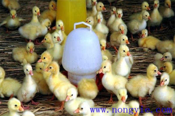 鵝出殼后多長時(shí)間喂水