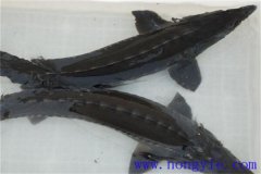俄羅斯鱘魚常見病害有哪些，如何防治？