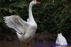 大白鵝能長多少斤，養(yǎng)殖白鵝如何選擇場地