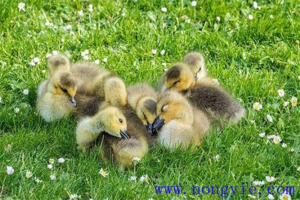 小鵝感冒的癥狀表現是什么