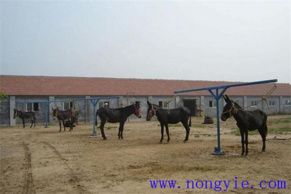 肉驢多長時(shí)間可以出欄