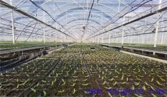 西紅柿育苗時間和方法 西紅柿育苗幾天出苗？