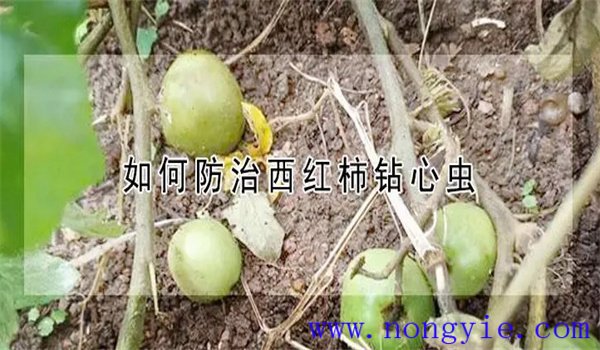 西紅柿鉆心蟲(chóng)用什么藥防治